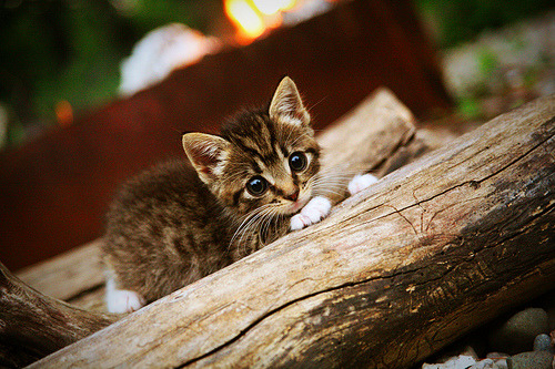 篮球运动员比赛策略智能制定研究，篮球比赛的可行性分析