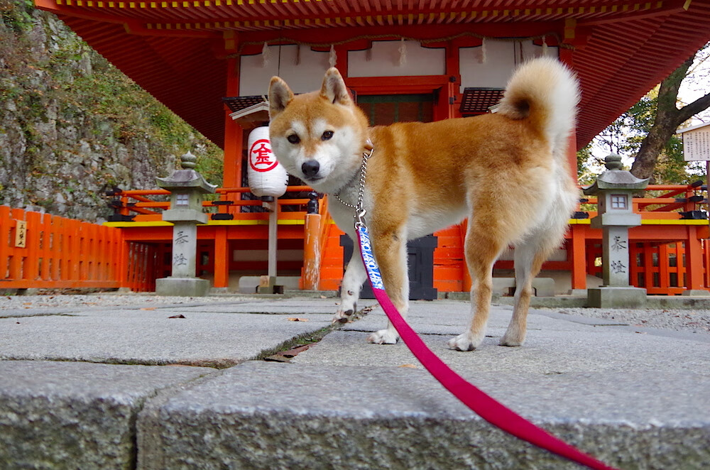 开云体育APP下载-CBA外援政策调整对本土球员是机遇还是挑战，cba外援最新规则