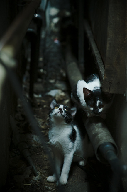 KAIYUNAPP-印度乒乓球队在2024年世界杯的表现，创造历史新篇章，印度乒乓球什么水平