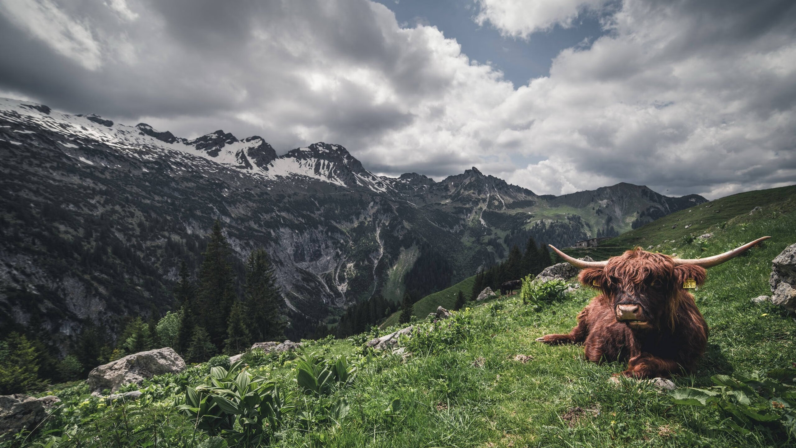 埃及赛制解析：如何打造更具竞争力的本土赛事，埃及公开赛