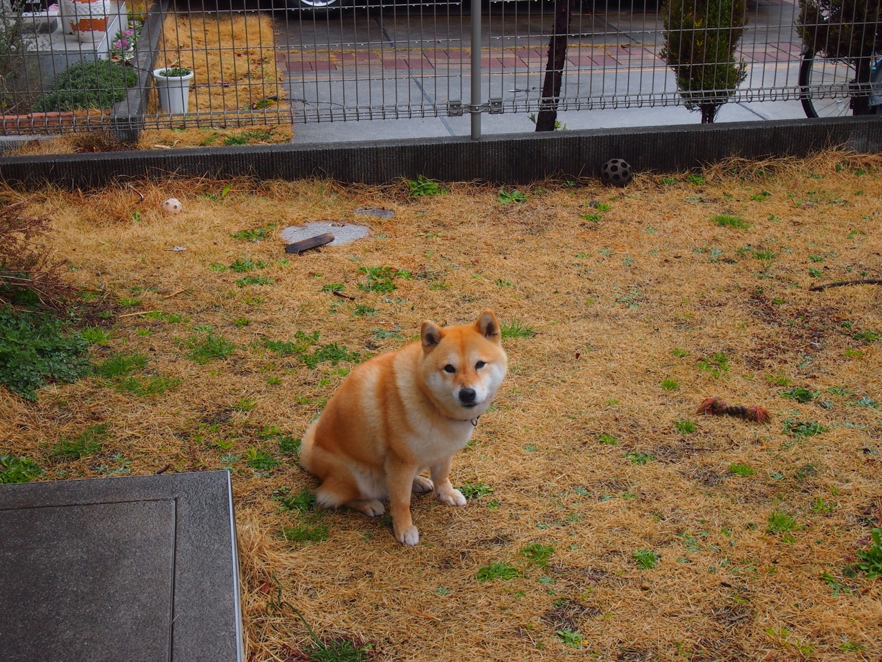 德国队2024年表现：从赛场挑战到技术突破，德国队这几年