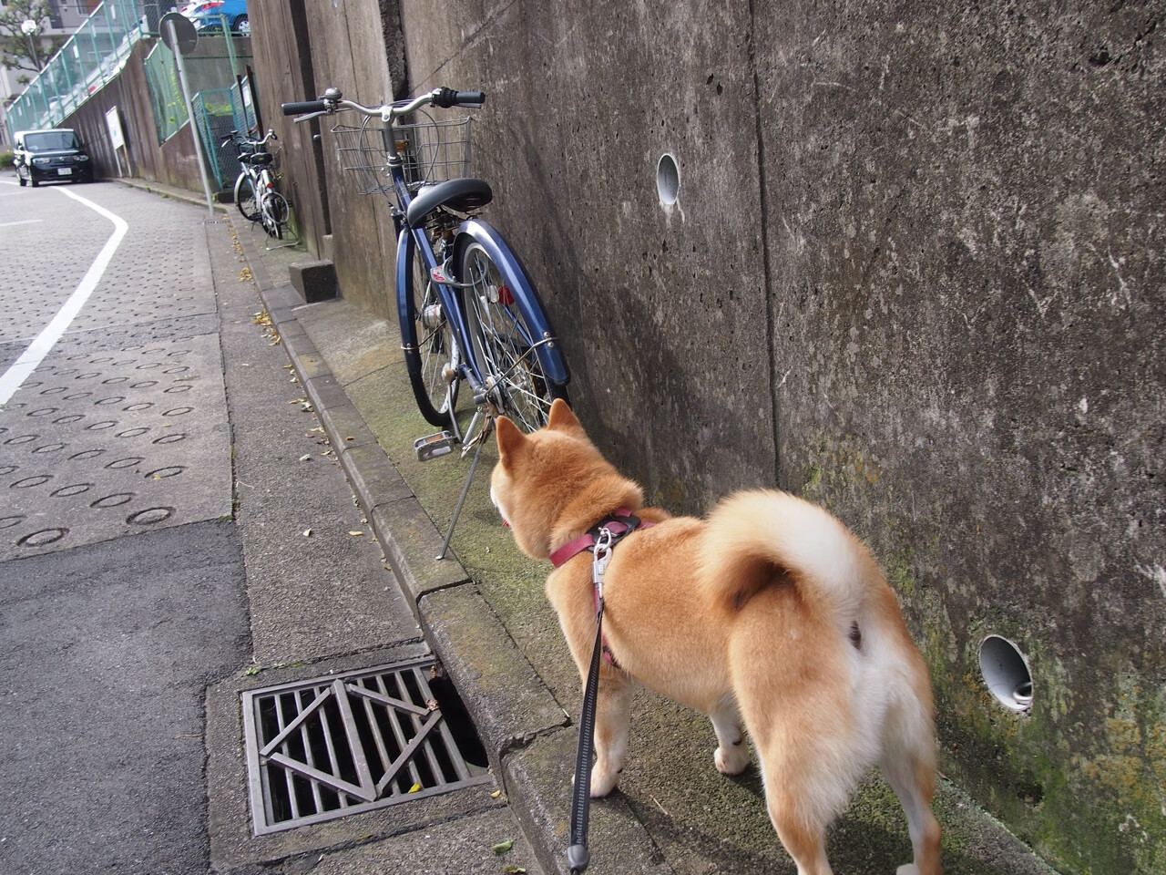 kaiyun登录入口-足球俱乐部青训投入增加，足球青训俱乐部规章制度