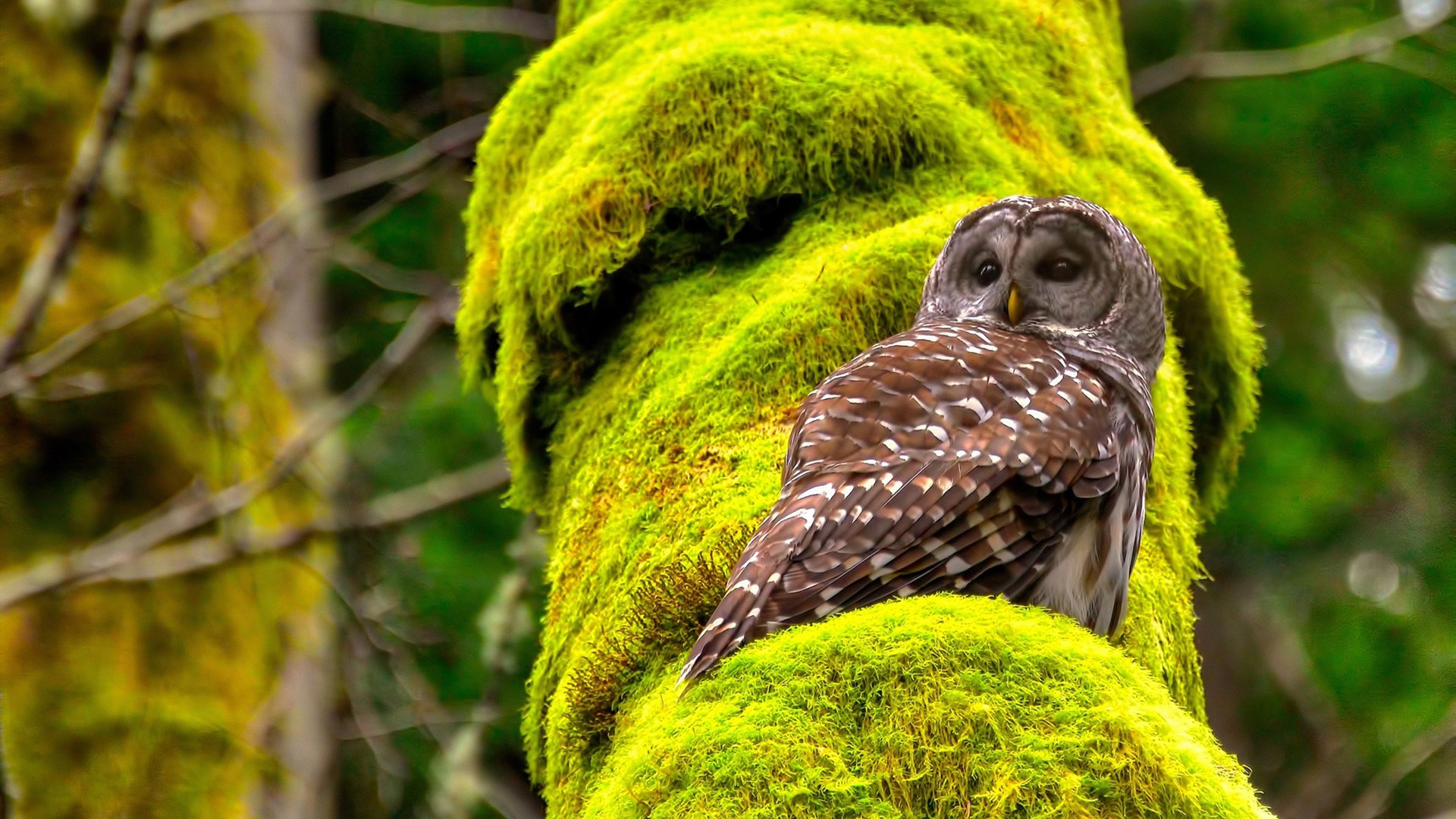 KAIYUN 中国大陆-中乙联赛启动俱乐部评级体系推动规范化管理，中乙俱乐部梯队要求