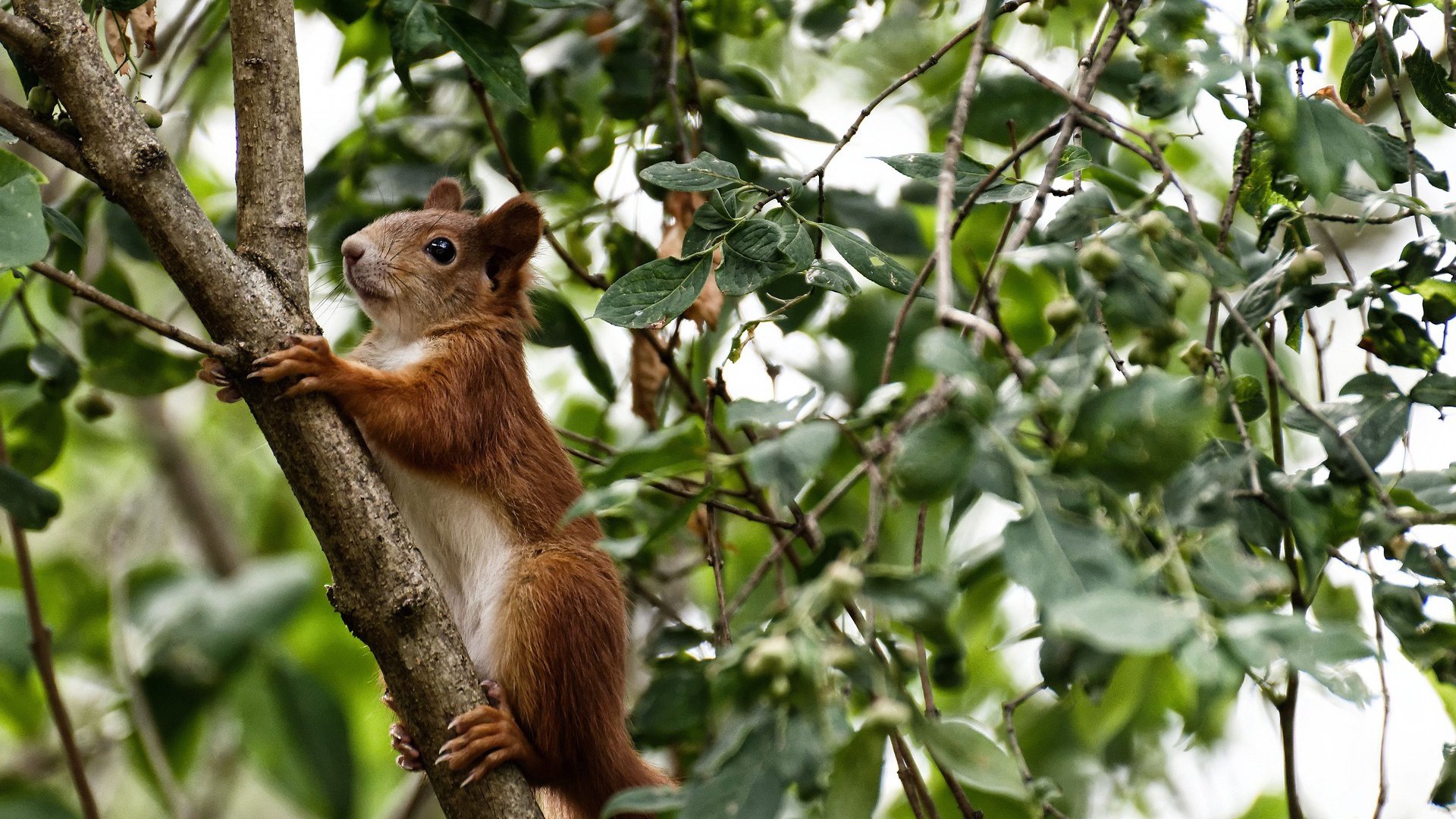 开云体育-乌拉圭女篮在南美锦标赛中表现卓越，迈向国际舞台光辉，乌拉圭3_0南非