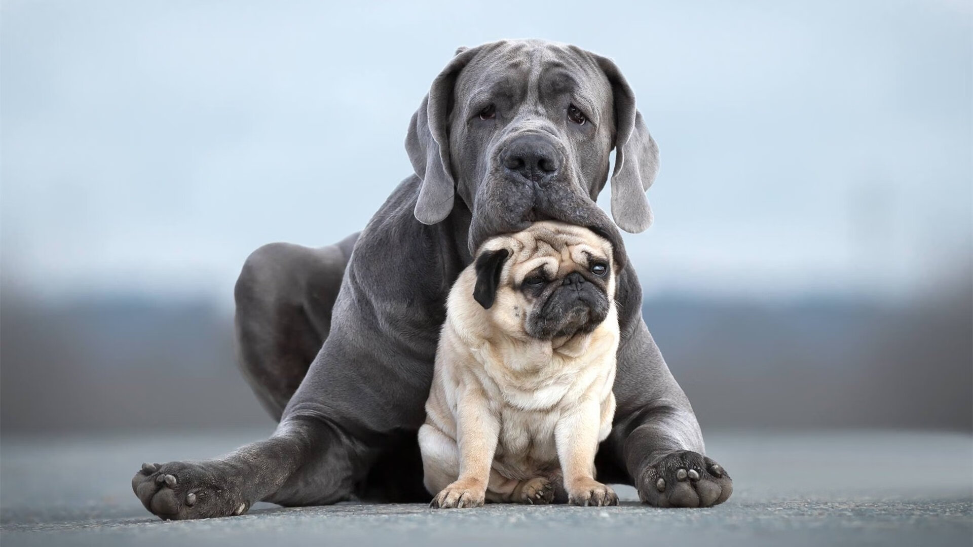 女子篮球冠军之路纪录片首映，激发社会讨论，女子篮球世界冠军