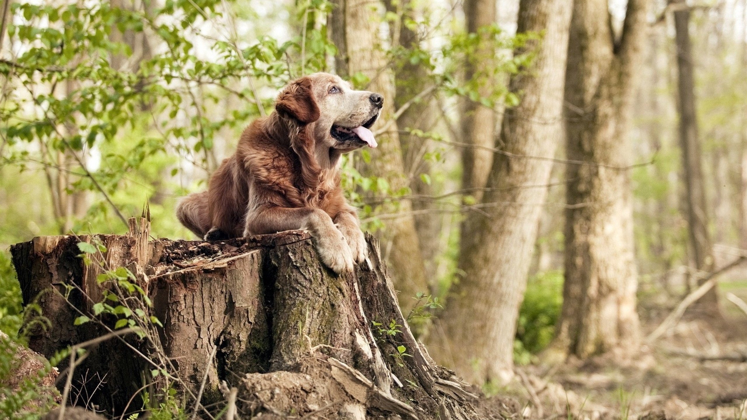 女子篮球冠军之路纪录片首映，激发社会讨论，女子篮球世界冠军