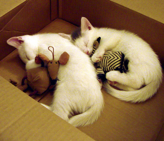 开云官方-尤文图斯引入关键中场，战斗力大幅提升