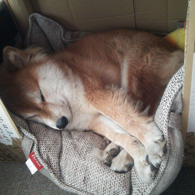 意甲战术创新：变化多端，精彩不断！，意甲队伍