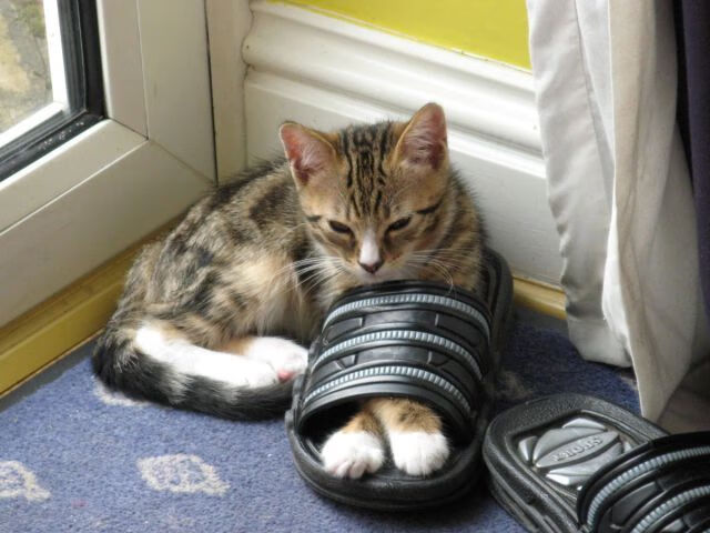 沃尔纳多巴哥女篮在中美洲锦标赛中表现优异