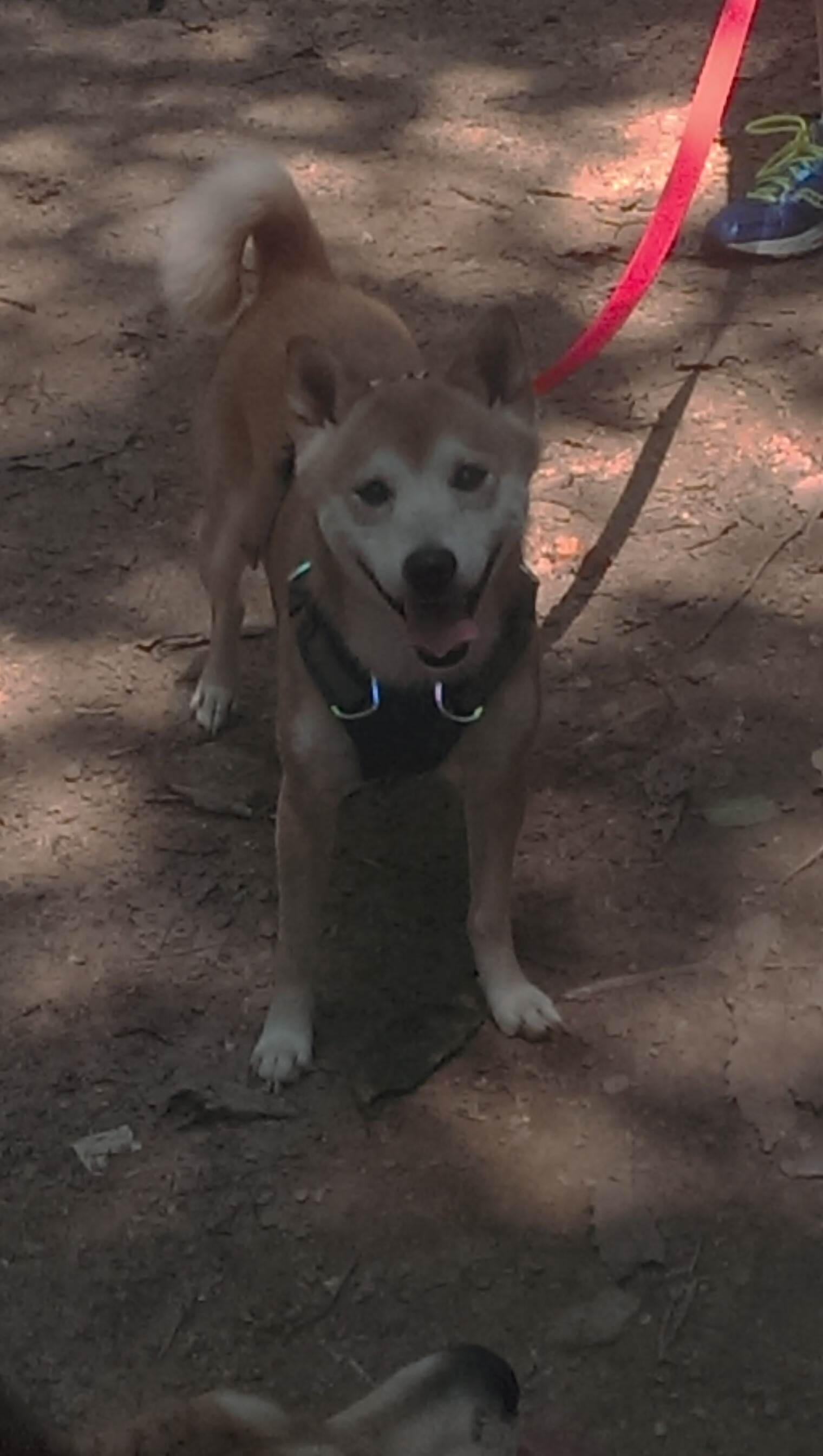 开云网页版登录入口-王宗源技术动作精准助力成绩，王宗源教练是谁