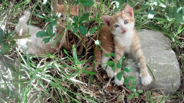 Kaiyun APP-赛事器材标准化升级，比赛观感与公平性双赢，体育赛事器材