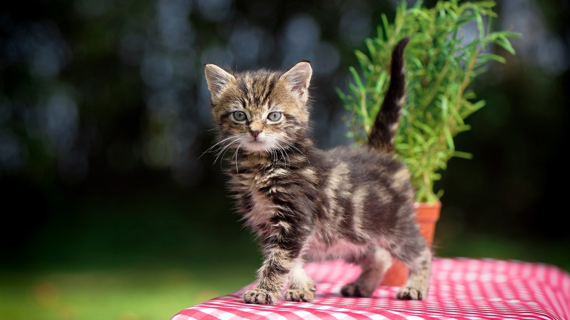 开云官网-阿森纳青训不断成长，潜力巨大