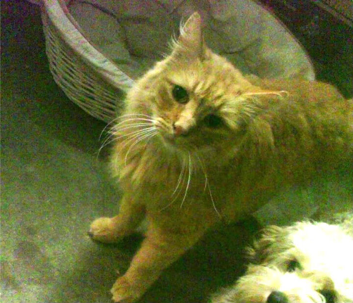 Kaiyun官方登录入口-马拉维男篮在非洲锦标赛中夺冠，创造历史新篇章，马拉维是非洲的一个国家吗