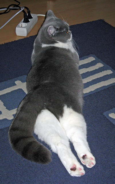 开云网页版-麦金托什决赛发挥稳定赢得喝彩，麦金托什评价